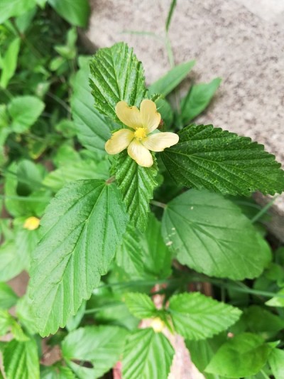 茉莉花，茉莉花，阿拉伯茉莉花，茉莉花