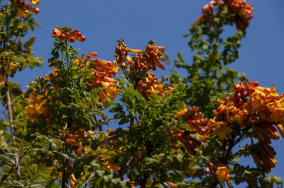 焦stegia venusta，也常被称为flamevine