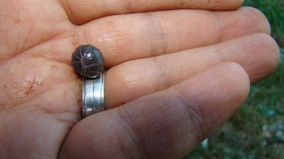 蜷成一团的土虱。
异国兽医抱着虫子，兽医。
鼠虱，板栗，节肢动物，无脊椎动物。
森林里的虫子，野生动