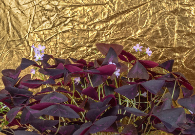 近距离观察紫色三叶草(Purple Shamrock)或三角苜蓿(Oxalis triangular