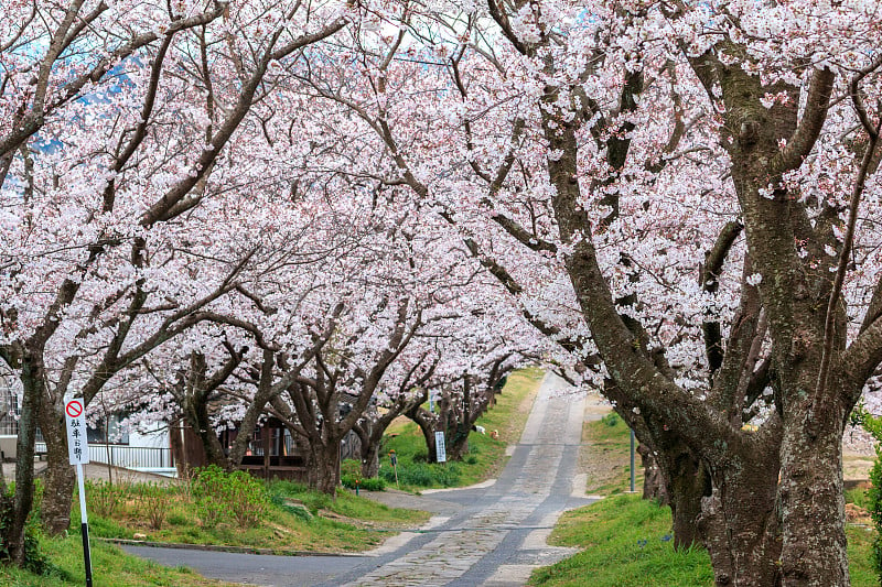 日本樱花的拱门