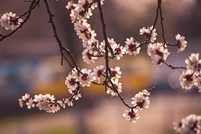 杏树开花