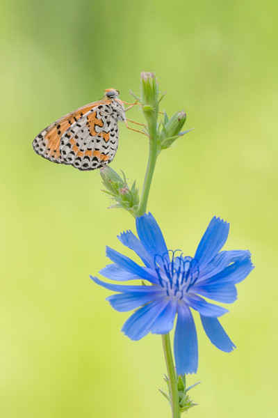 蓝花斑贝母(Melitaea didyma)