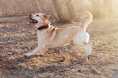 森林里的彩色纯种黄色拉布拉多犬