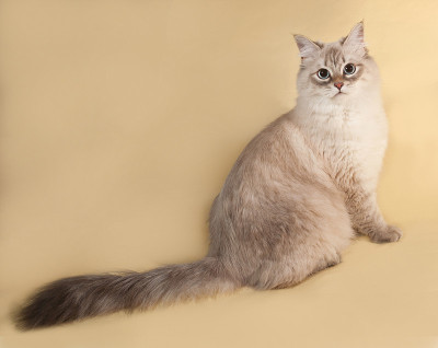 西伯利亚猫海豹点卧在黄色