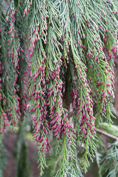 雪松的雄球果，Chamaecyparis lawsoniana，被称为奥尔福德港雪松或劳森柏树