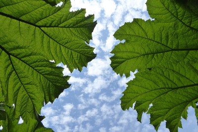 Gunnera manicata - Trebah花园-康沃尔，英格兰，英国