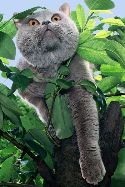 猫