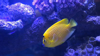 在水族馆里，黄色的鱼在珊瑚间游动