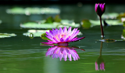 莲花