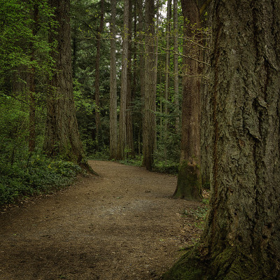 一个美丽的风景，平坦的徒步旅行路线通过成熟的森林。