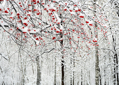 雪中的花楸浆果