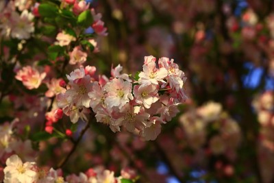 中国海棠花盛开