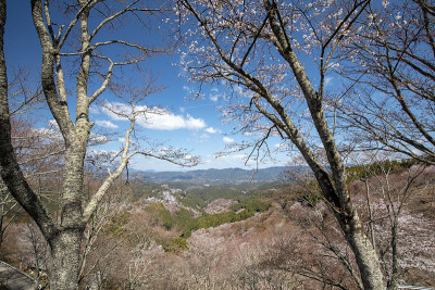 吉野山的樱花
