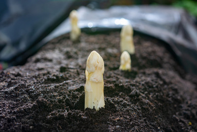 新收获的白芦笋蔬菜种植在荷兰和德国的农田