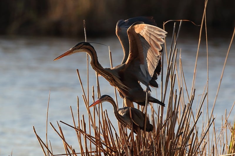 紫鹭(Ardea purpurea)，巴登-符腾堡，德国