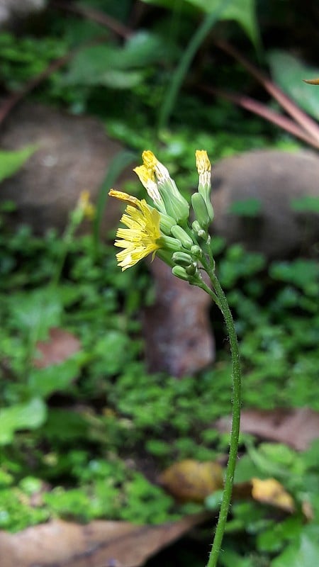 黄花的照片，生长在花园里