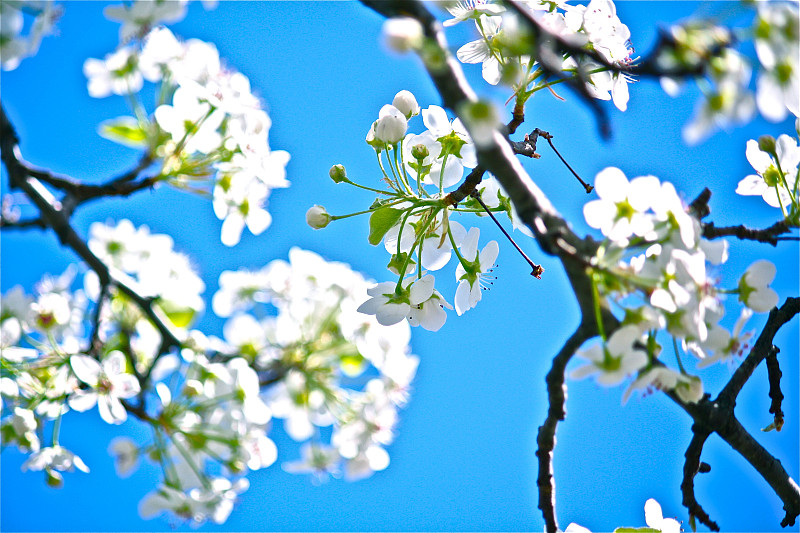 吉野樱桃树细节(Prunus ?yedoensis)