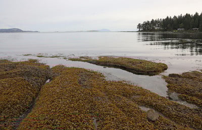 Seawood海岸