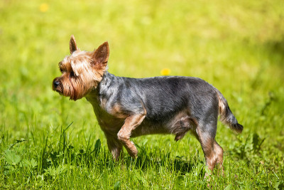 雌性约克夏梗犬。