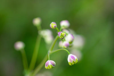 石南花美丽的粉红色花蕾