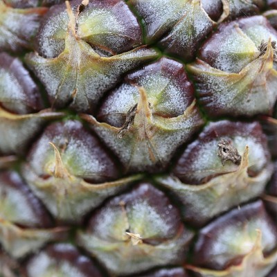菠萝