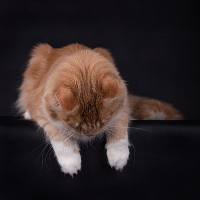 小猫缅猫往下看，黑黑的