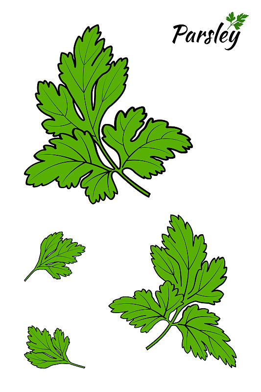 Parsley branches and leaves - Vector预览效果