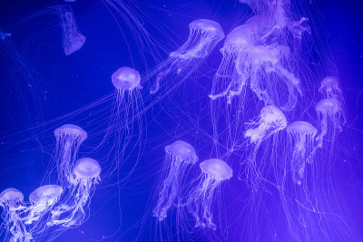 水母在水族馆里游泳