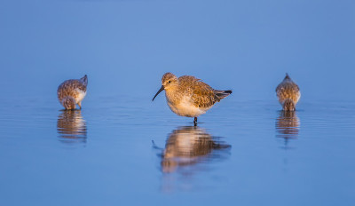 鹬(Calidris ferruginea)