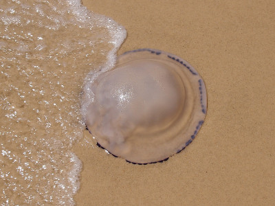 水母