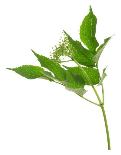 欧洲接骨木，黑接骨木尚未开花，孤立在白色背景上