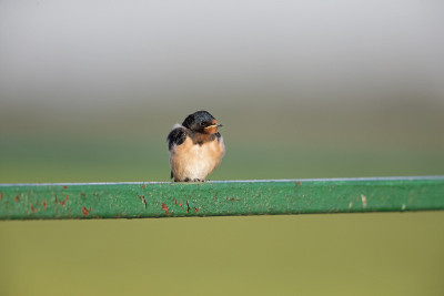 年幼的家燕(Hirundo rustica)栖息在铁丝网上等待喂食。