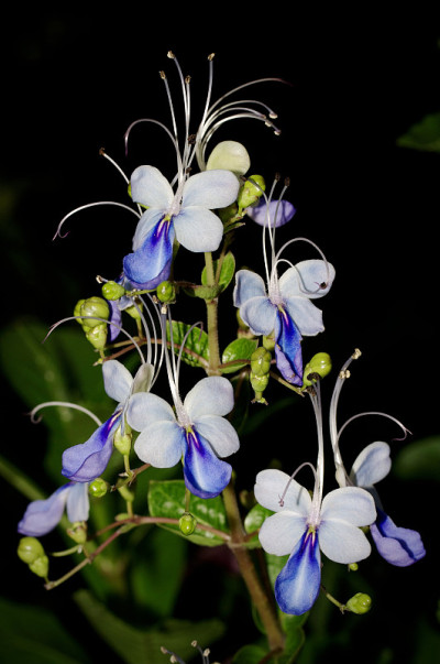 蓝泉丛花