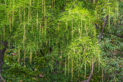 常绿柏树的叶子和球果
