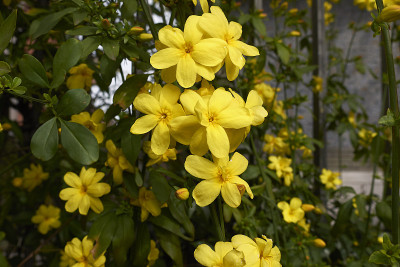 Jasminum mesnyi