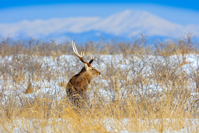 梅花鹿(Cervus nippon yesoensis)，在白雪皑皑的草地上，冬季的高山和森林在背景
