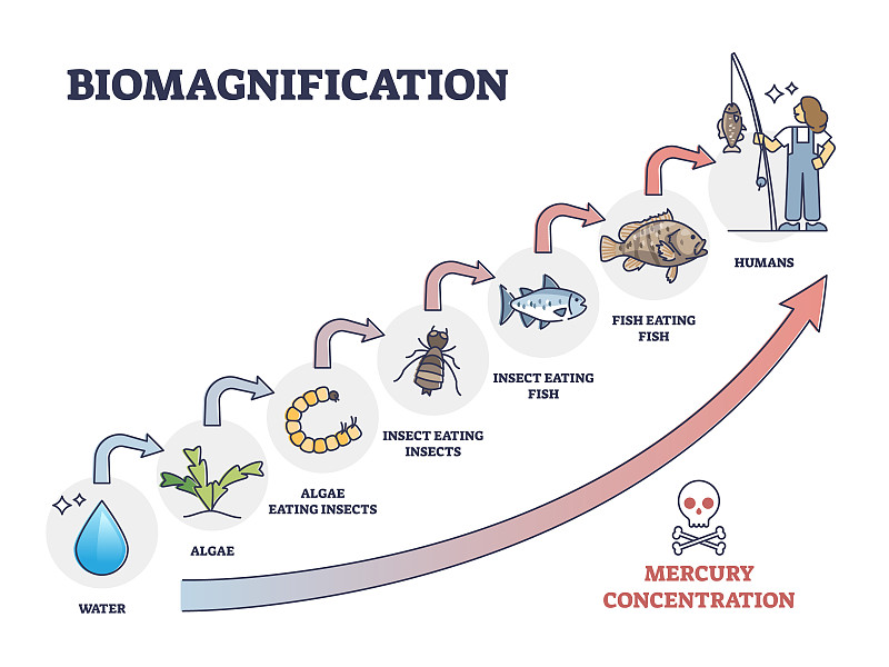 生物放大具有毒性，毒性汞浓度轮廓图