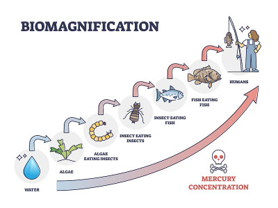 生物放大具有毒性，毒性汞浓度轮廓图