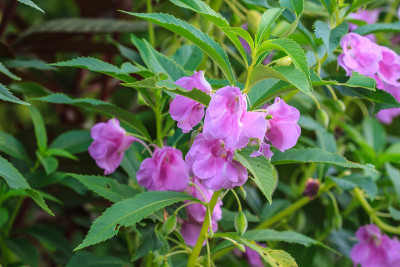 凤仙花glandulifera植物