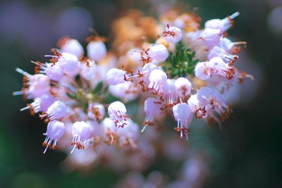 美丽的艾丽卡的花瓣