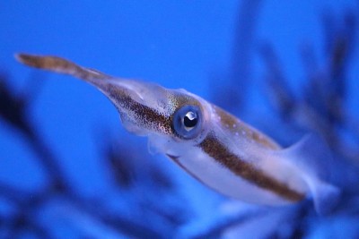 大鳍暗礁乌贼徘徊在盐水水族馆蓝色的背部。