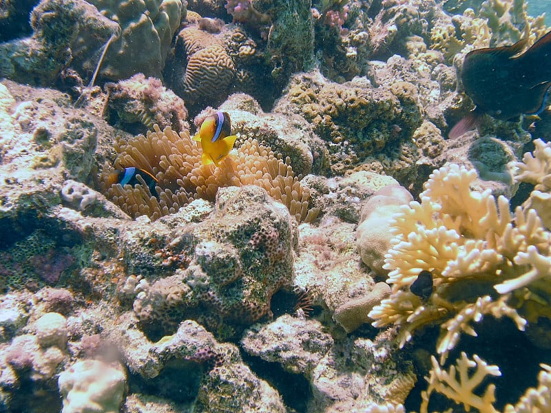 红海海葵鱼（双鱼）