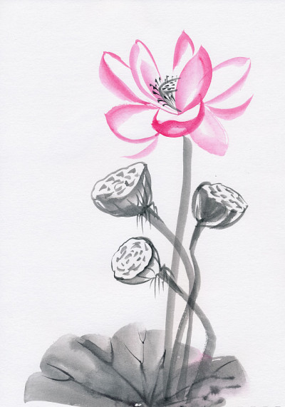 荷花水彩画