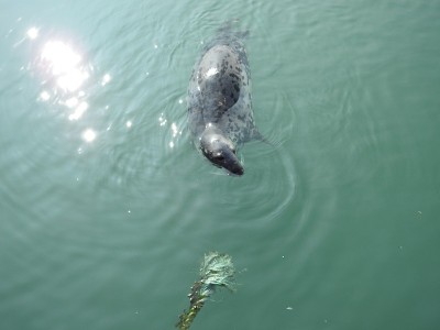 海豹游泳