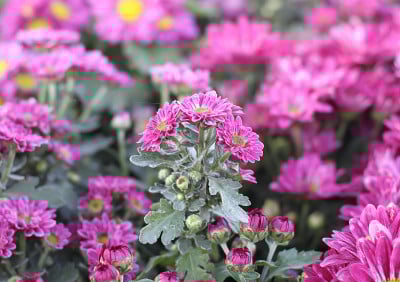 非洲菊粉红色的花在花园里