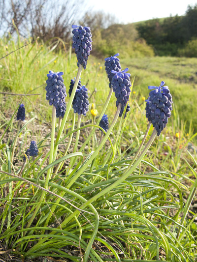 Muscari neglectum