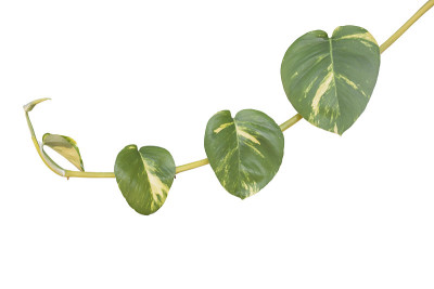 在白色背景上分离的金莲或金莲属植物包括剪径。
