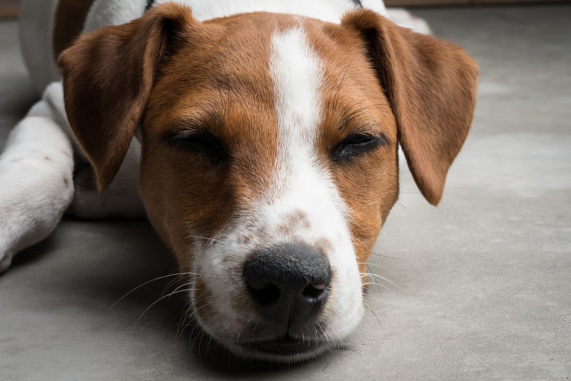 杰克罗素小猎犬