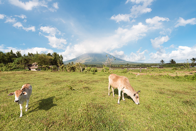 山和牛